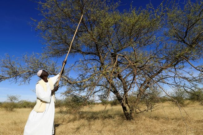 A Sudanese man uses a long wooden tool with a sharp metal edge to harvest gum arabic sap from an acacia tree in a field east of El-Obeid, the capital of North Kordofan state, the January 9, 2023