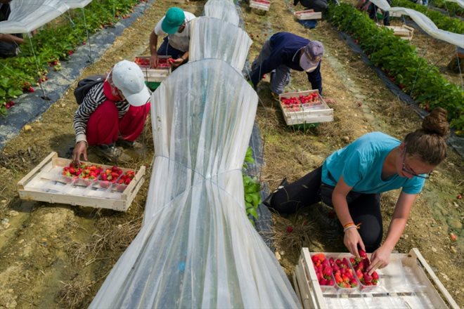 Farm workers pick strawberries, May 20, 2022 in Gramont (Tarn-et-Garonne)