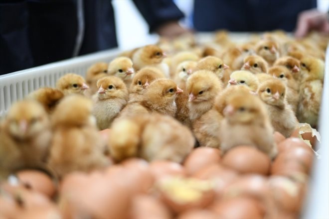 Newly hatched chicks among eggshells in a crate at the Lohmann hatchery in Saint-Fulgent, September 21, 2023 in Vendée