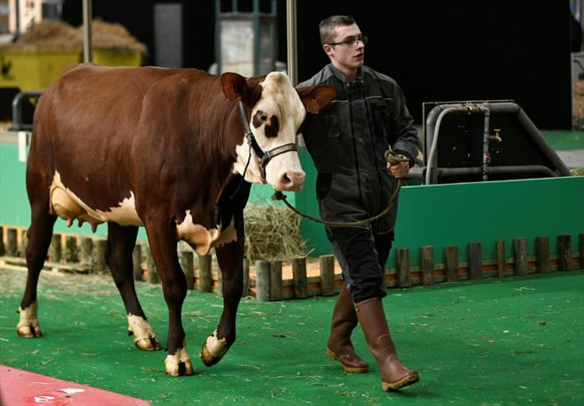 A breeder arrives with a cow at the Paris Agricultural Show on February 24, 2023, the day before it opens to the public