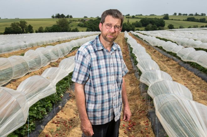 Laurent Dirat, strawberry producer, poses in his farm, May 20, 2022 in Gramont (Tarn-et-Garonne)
