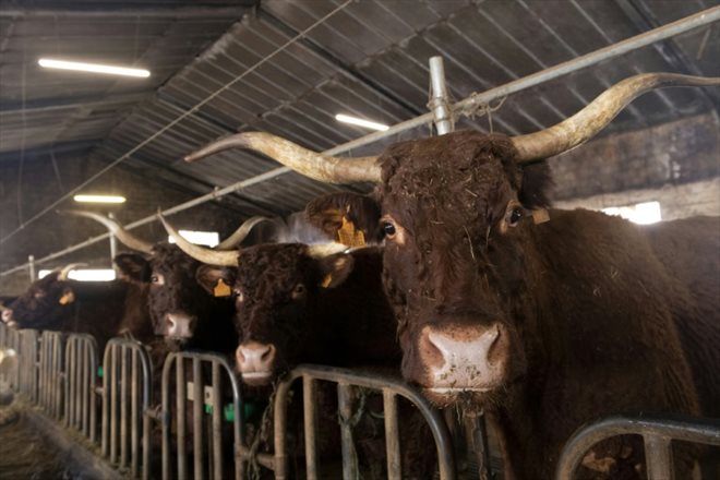 A Salers cow farm in Saint-Alyre-ès-Montagne, in Puy-de-döme, on February 9, 2023